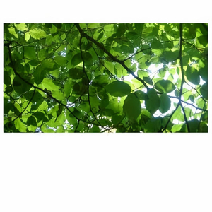 业余自由XXⅩ性西元
